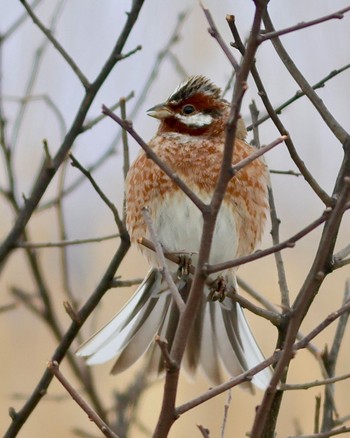 Pine Bunting 浜厚真 Sun, 3/10/2024