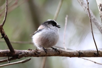 Long-tailed Tit Arima Fuji Park Sat, 3/9/2024