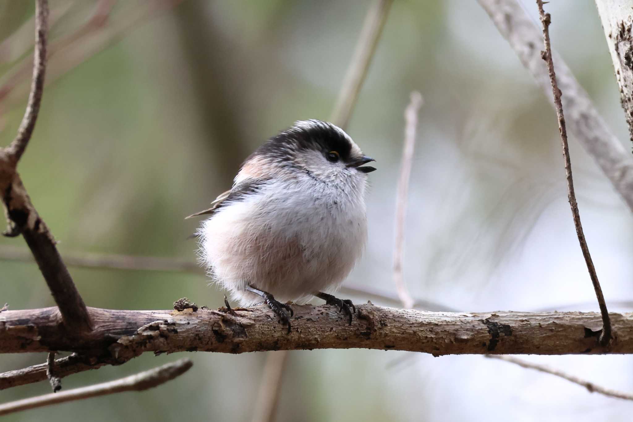 Photo of Long-tailed Tit at Arima Fuji Park by いわな