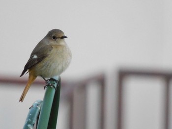 Daurian Redstart 城山公民館 Wed, 3/13/2024