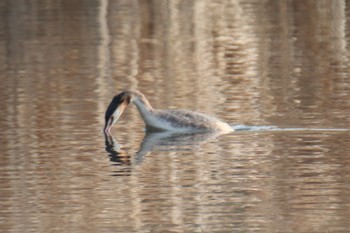 Great Crested Grebe Shin-yokohama Park Sun, 3/17/2024