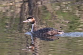 Great Crested Grebe Shin-yokohama Park Sun, 3/17/2024