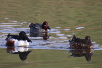 Northern Shoveler Shin-yokohama Park Sun, 3/17/2024