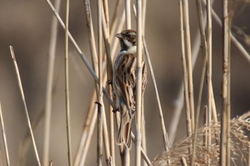 Common Reed Bunting Shin-yokohama Park Sun, 3/17/2024