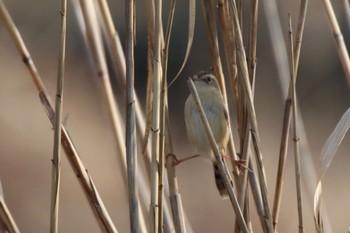 Zitting Cisticola Shin-yokohama Park Sun, 3/17/2024