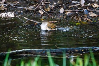 Pale Thrush 八景水谷公園 Sat, 3/16/2024