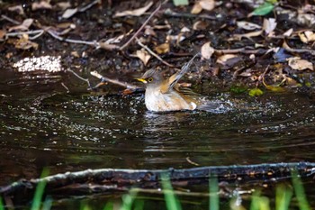 シロハラ 八景水谷公園 2024年3月16日(土)