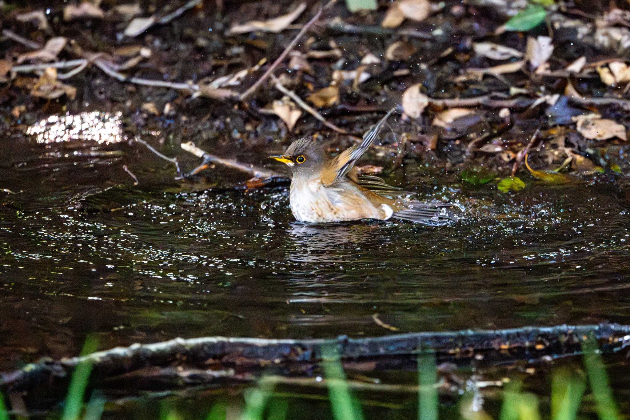 Photo of Pale Thrush at 八景水谷公園 by たけし