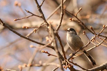 エナガ 三ツ池公園(横浜市鶴見区) 2024年3月15日(金)