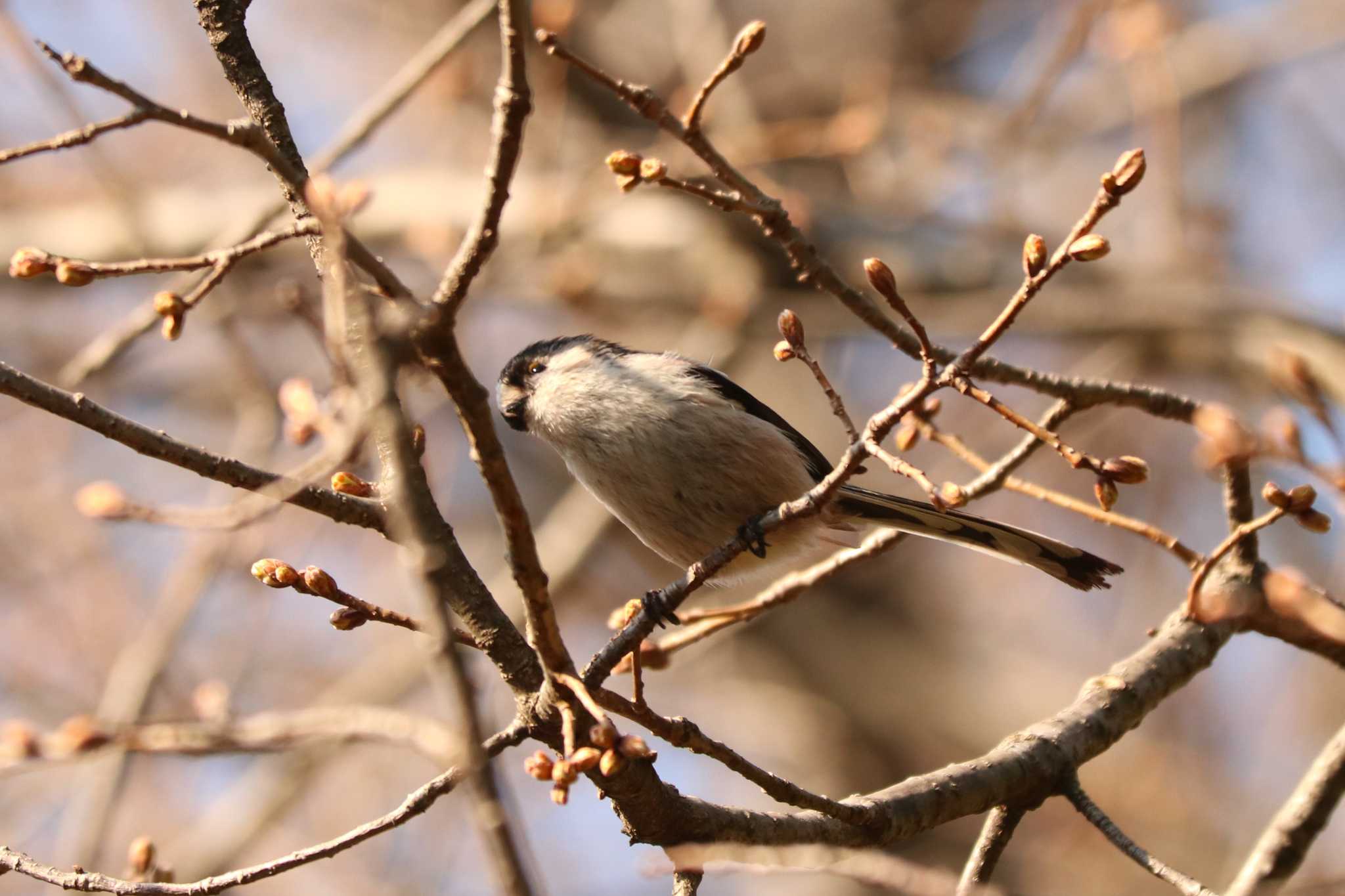 Long-tailed Tit