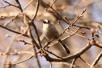 エナガ 三ツ池公園(横浜市鶴見区) 2024年3月15日(金)