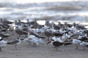 Black Skimmer コスタリカ Sat, 2/10/2024