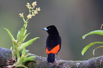 Scarlet-rumped Tanager コスタリカ Sat, 2/10/2024