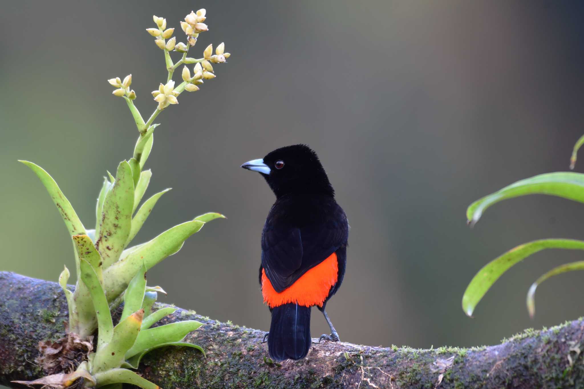 コシアカフウキンチョウ