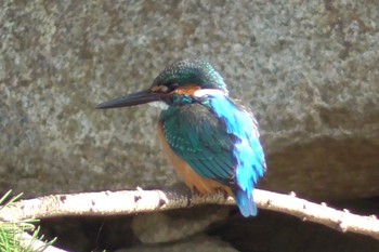 カワセミ 航空公園 2024年3月17日(日)