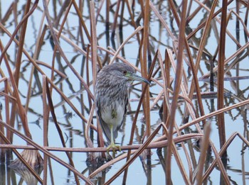 Sun, 3/17/2024 Birding report at Oizumi Ryokuchi Park