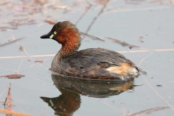 Little Grebe Shakujii Park Tue, 2/20/2024