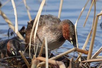 Little Grebe Shakujii Park Tue, 2/20/2024