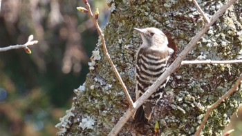 Japanese Pygmy Woodpecker Nara Park Fri, 3/15/2024