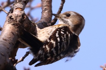 Japanese Pygmy Woodpecker 千葉市泉自然公園 Sun, 3/17/2024