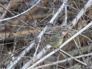 Mon, 1/1/2024 Birding report at 鴨川放水路 埼玉県さいたま市桜区