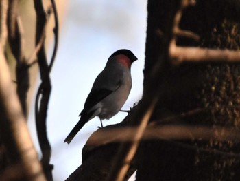 Eurasian Bullfinch Akigase Park Sun, 3/10/2024