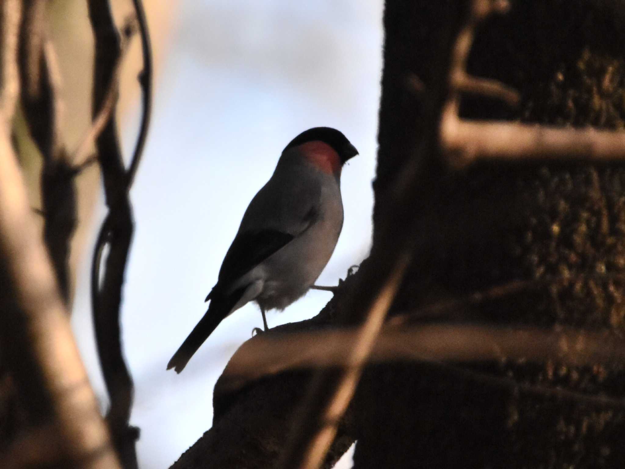 Eurasian Bullfinch