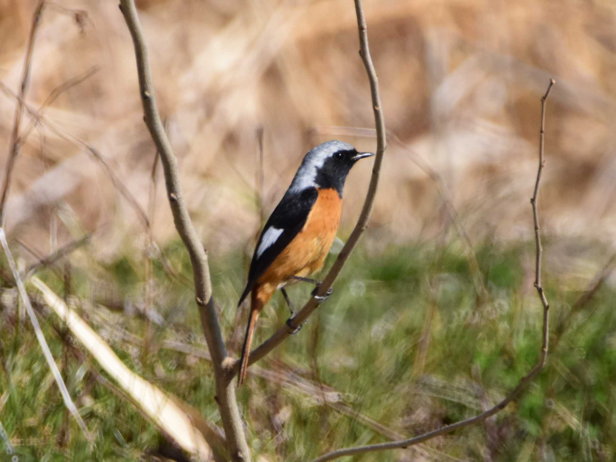 Daurian Redstart