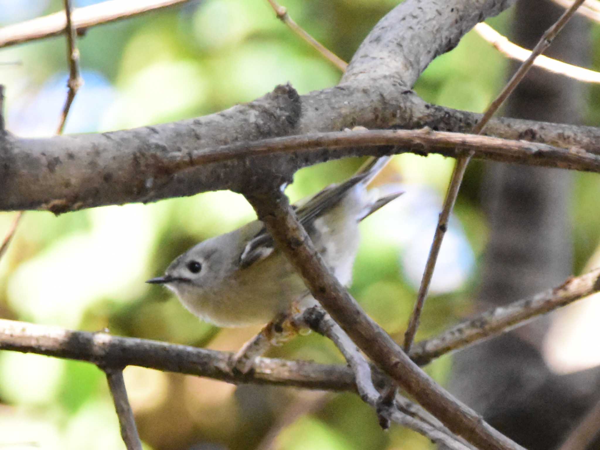 Goldcrest