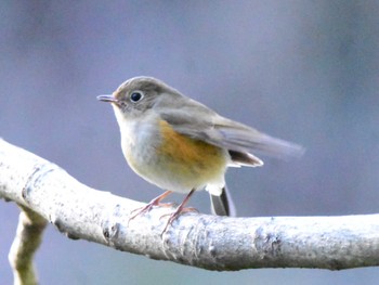 Red-flanked Bluetail Akigase Park Sun, 3/10/2024