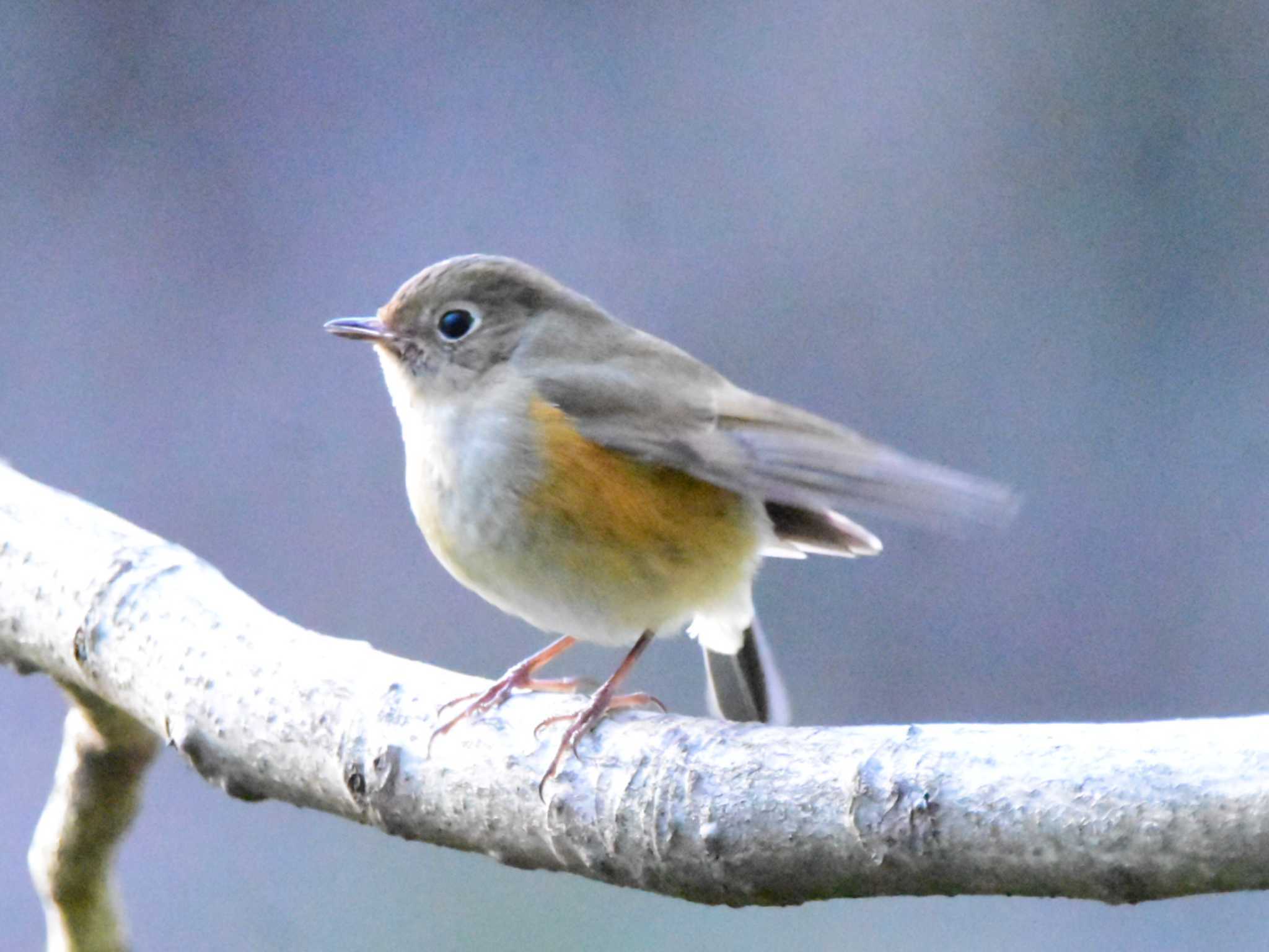 Red-flanked Bluetail