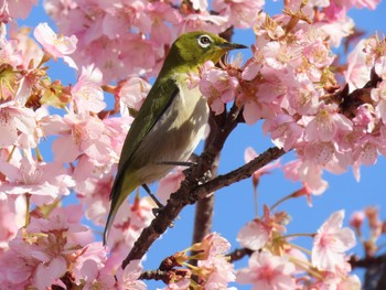 メジロ 馬見丘陵公園 2024年3月15日(金)