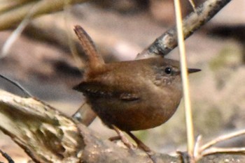 Eurasian Wren 道保川公園 Sun, 3/17/2024