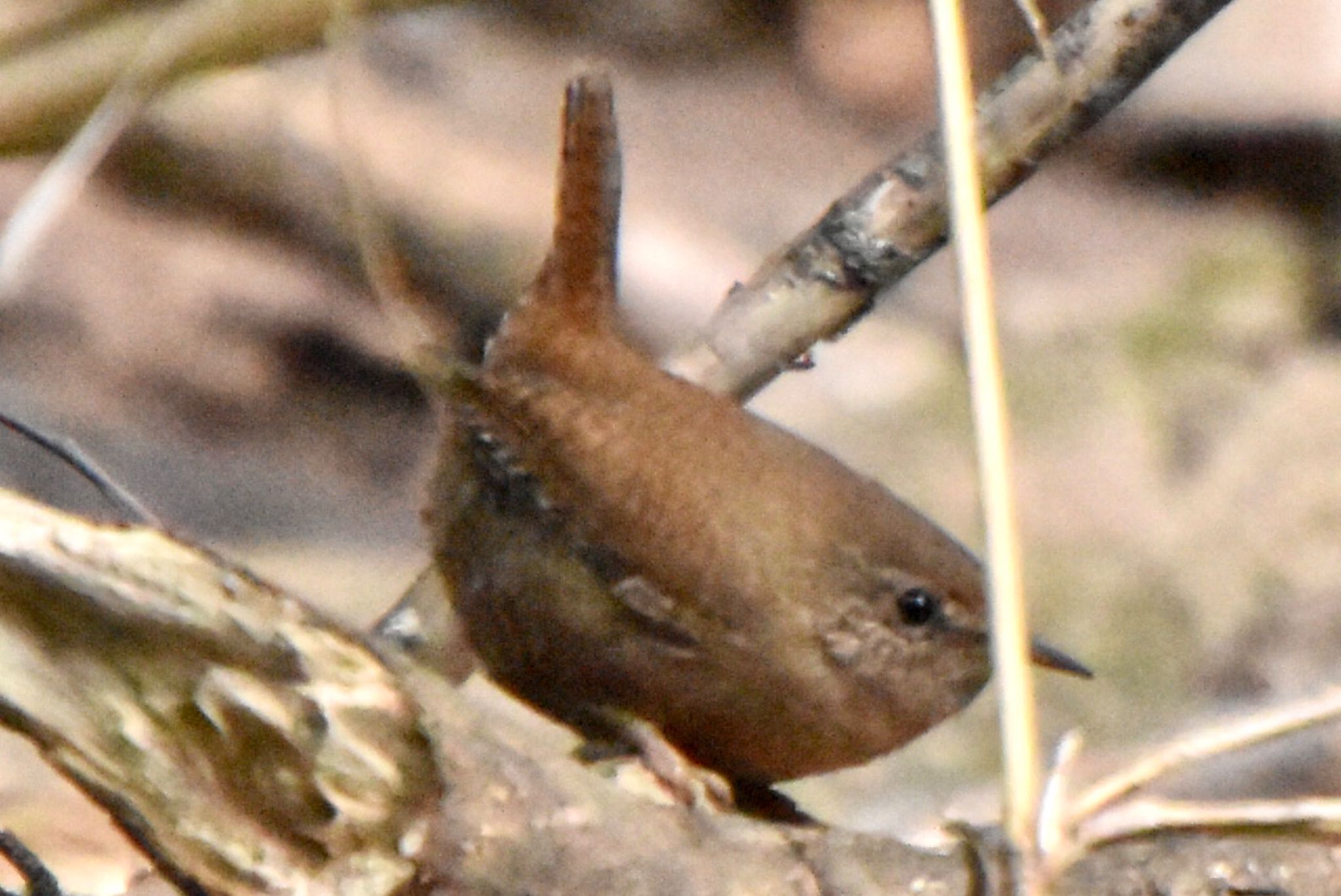 Photo of Eurasian Wren at 道保川公園 by 遼太