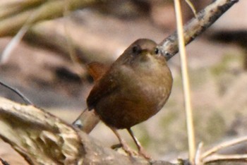 Eurasian Wren 道保川公園 Sun, 3/17/2024