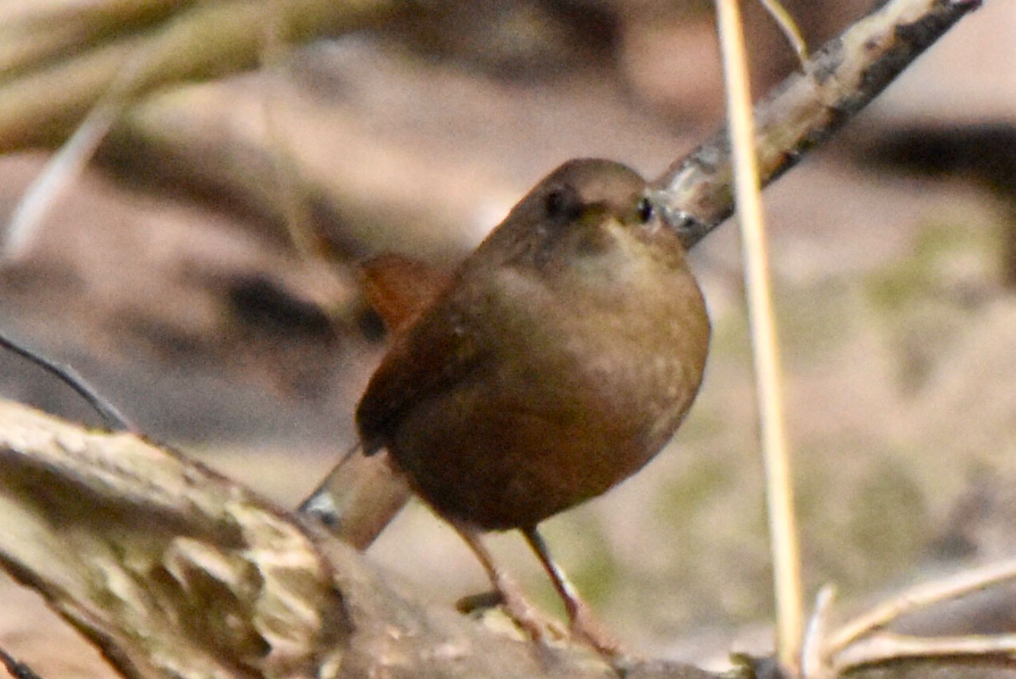 Photo of Eurasian Wren at 道保川公園 by 遼太