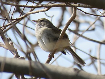 Japanese Bush Warbler 多摩川河川敷 Sun, 3/17/2024