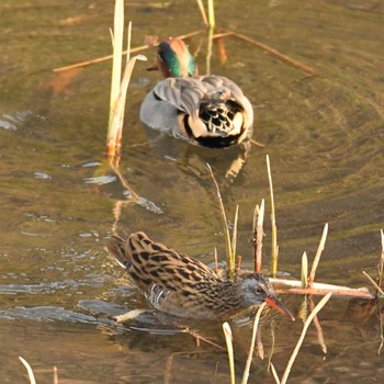 Brown-cheeked Rail 平戸永谷川(横浜市) Sun, 3/17/2024