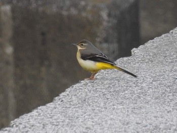 Grey Wagtail 多摩川 Tue, 12/12/2017