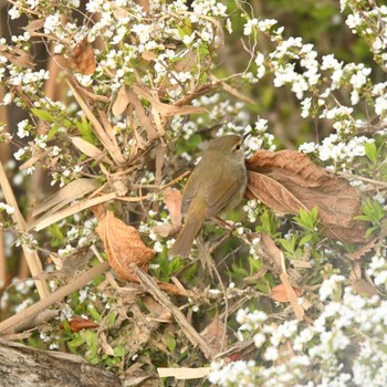 ウグイス 平戸永谷川(横浜市) 2024年3月17日(日)