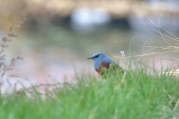 Blue Rock Thrush 名古屋港 Sat, 3/16/2024