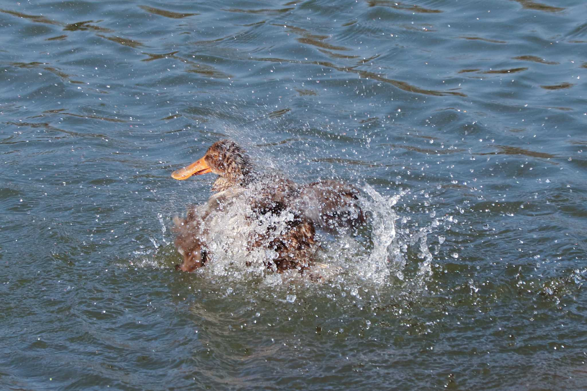 Northern Shoveler