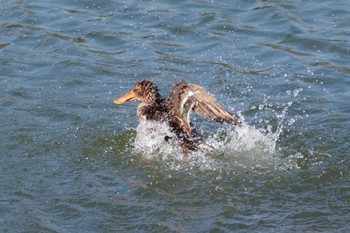 ハシビロガモ 三ツ池公園(横浜市鶴見区) 2024年3月15日(金)