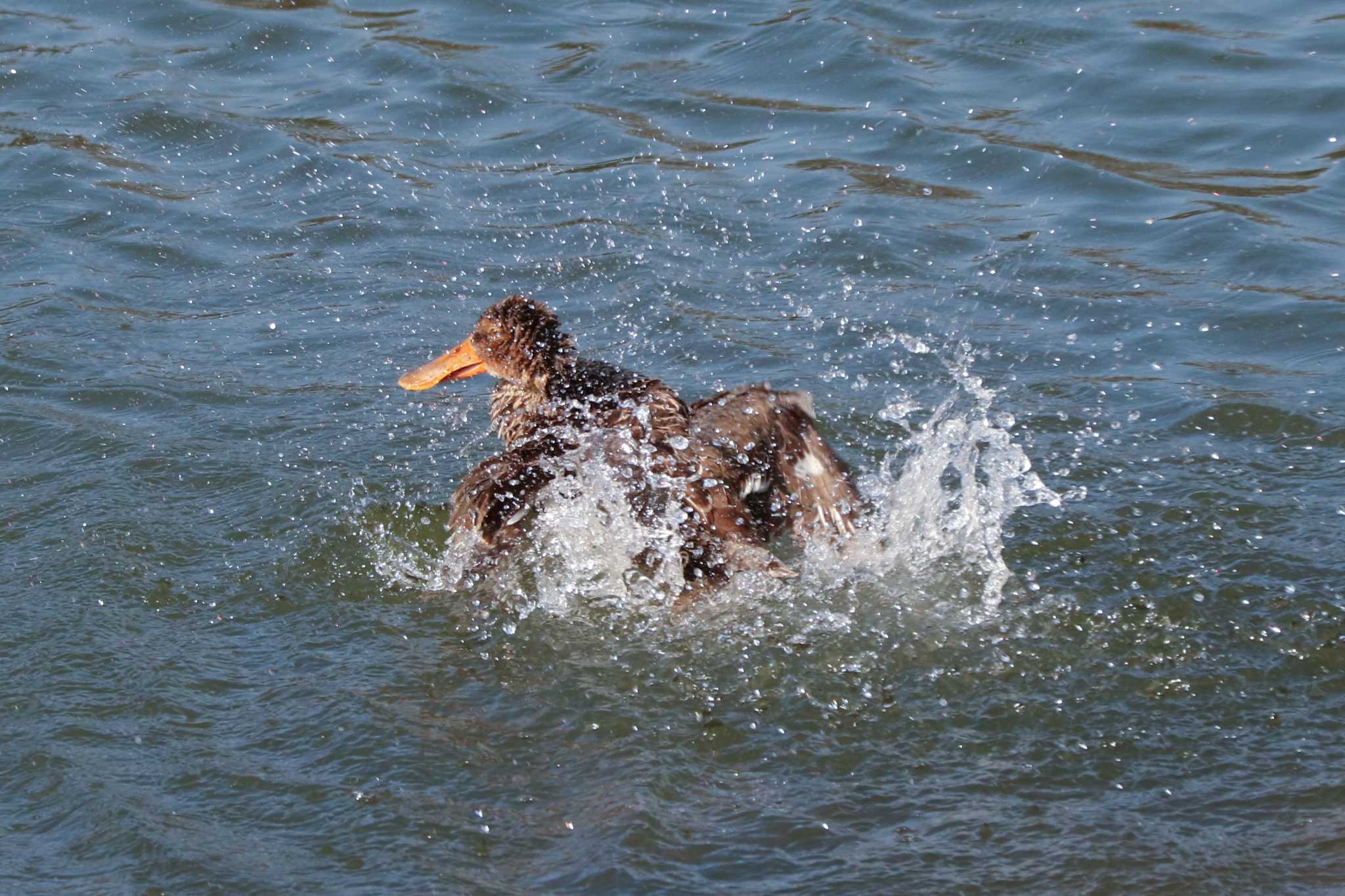 Northern Shoveler