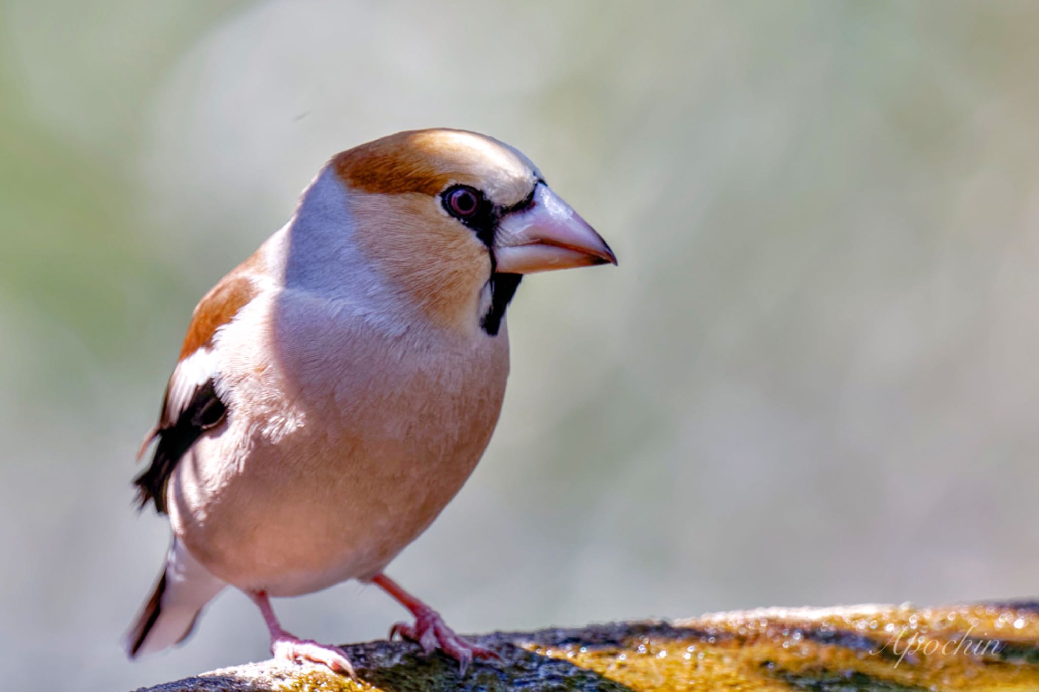 Hawfinch