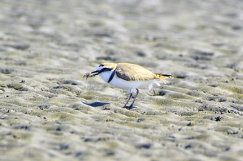 シロチドリ ふなばし三番瀬海浜公園 2024年3月15日(金)