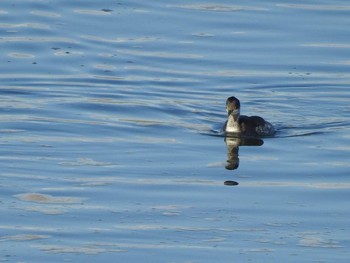 Black-necked Grebe 多摩川 Wed, 12/13/2017