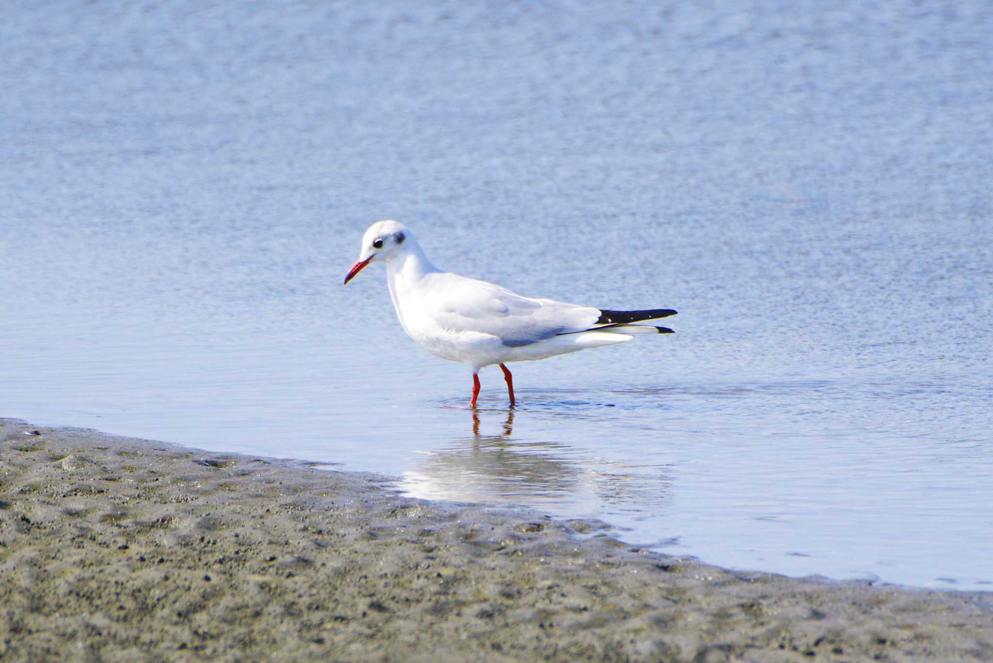 Photo of Black-headed Gull at Sambanze Tideland by BW11558