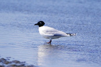 ズグロカモメ ふなばし三番瀬海浜公園 2024年3月15日(金)