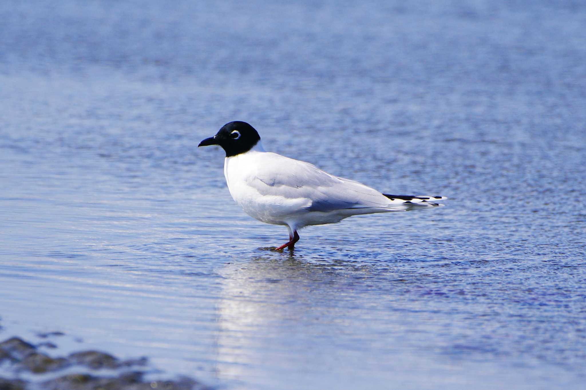 Saunders's Gull